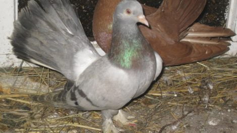 debrecin rolller - roller pigeons- fancy pigeosn