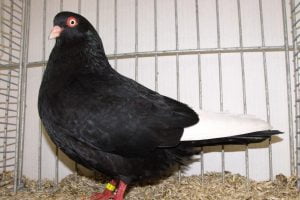 hannover tumbler pigeons - Hannoverscher Tümmler