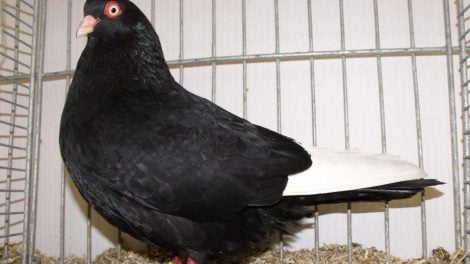 hannover tumbler pigeons - Hannoverscher Tümmler