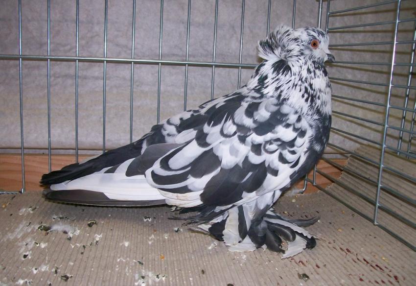 Hungarian Giant Pigeon - form