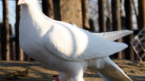 Dolnośląski Łapciaty - muffed white tumbler pigeons