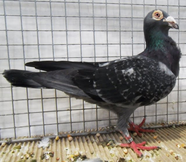 bagdad pigeons