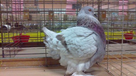 muffed pigeons - romagnol