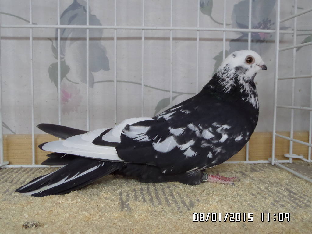 syrian pigeons - tiger swift pigeons