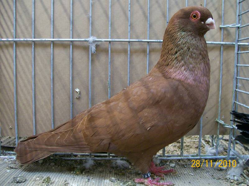 syrian swift - form pigeons