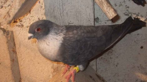 syiran swift pigeons - tauben