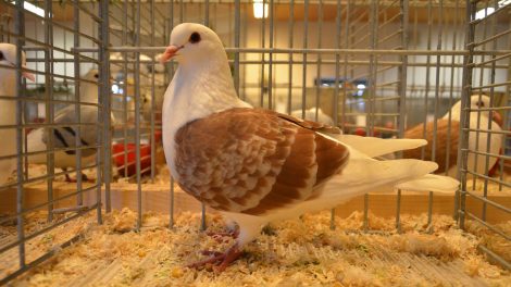 Thüringer Schildtaube - german pigeons - farbentauben