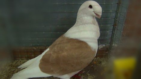 antwerp smerle pigeon videos - pigeon videos