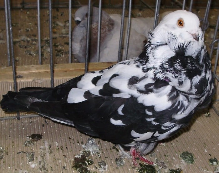 chinesetauben - chinese owl pigeons