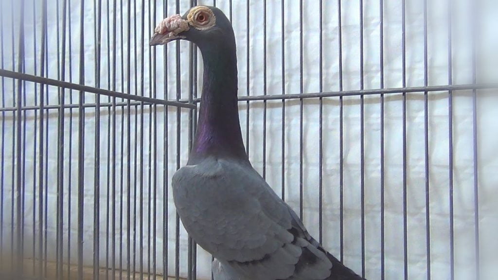 Carrier Pigeons Videos Pigeontype