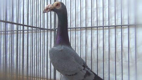 pigeon carriers vidos