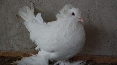 Hungarian Giant Pigeon - Magyar órias galamb