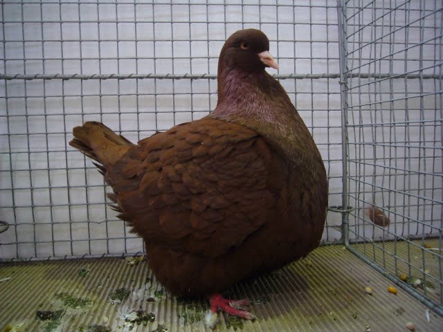 mondaine pigeons - red pigeons -Gros Mondain