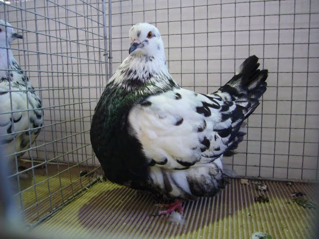 french mondaine - tiger pigeons