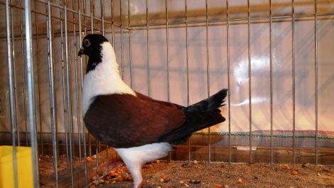 Triganino Modena - Triganino Modenese