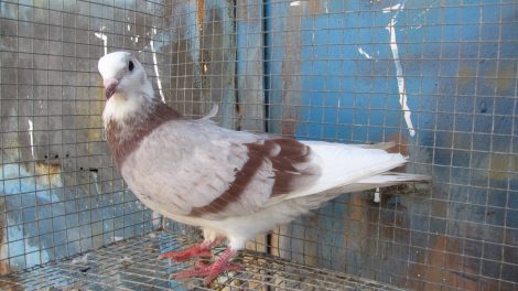 trumpeter pigeons
