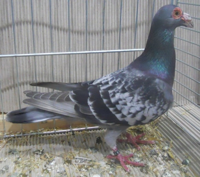 Bagadais de Steinheim - pigeons caroncules