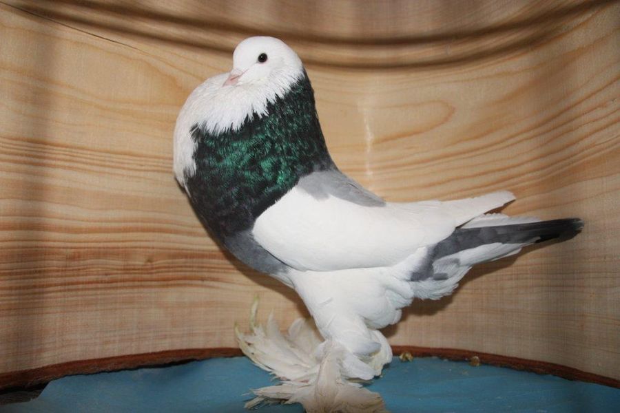 Boulant Gantois - pigeons boulant 