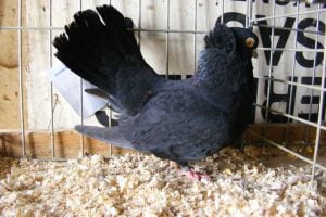 Culbutant de Monor - Monori keringö