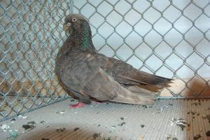 Englischer Shortfaced Tümmler