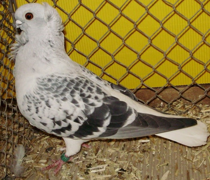 hamburg owl pigeons - möchen