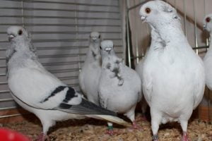 Hamburg Sticken - Hamburger Sticken - german pigeons