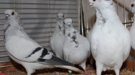 Hamburg Sticken - Hamburger Sticken - german pigeons