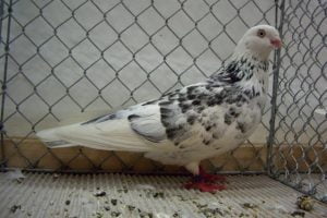memel highflyer - pigeons