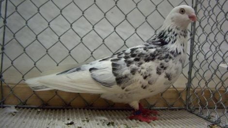 memel highflyer - pigeons