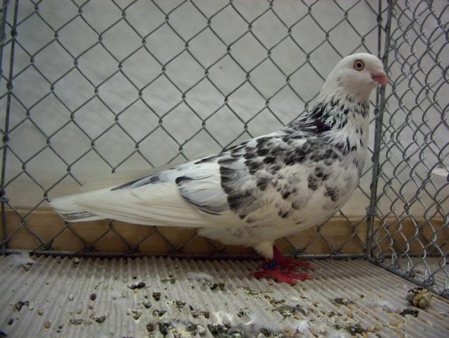 memel highflyer - pigeons