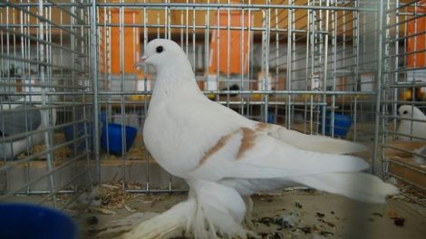 Saxon Crescent Pigeon - german colour pigeons