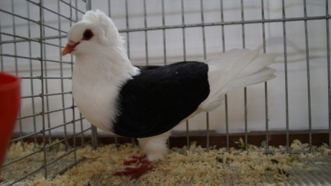 South German Shield-color pigeons