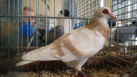 steinheim bagdad - warzentauben - wattle pigeons