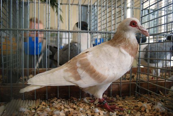steinheim bagdad - warzentauben - wattle pigeons