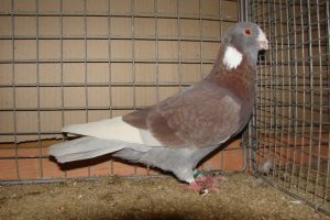 mazoni-syrian-dewlap pigeons