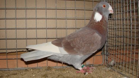 mazoni-syrian-dewlap pigeons