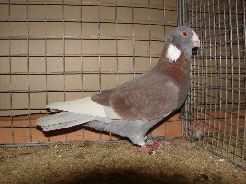 mazoni-syrian-dewlap pigeons
