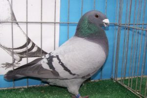 american show racer pigeons