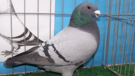 american show racer pigeons