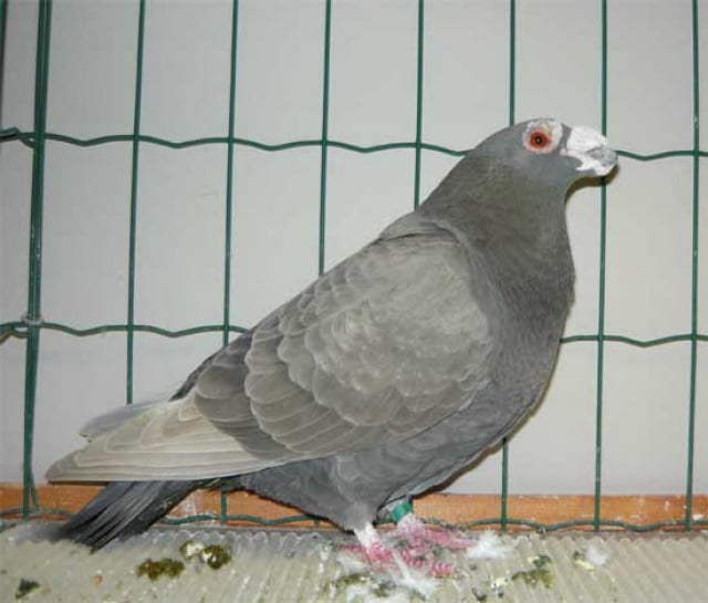 english pigeons - warzentauben - birdtrader pigeons uk