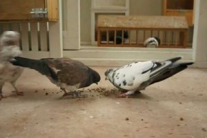 Portuguese Tumblers pigeons videos