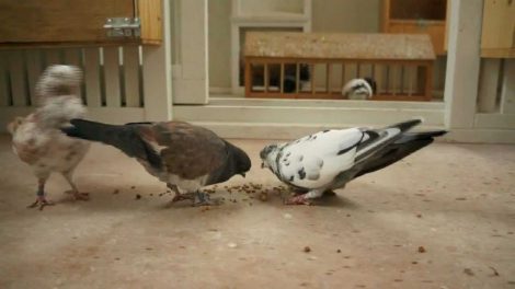 Portuguese Tumblers pigeons videos