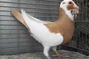 pigeon videos - sacndaroon