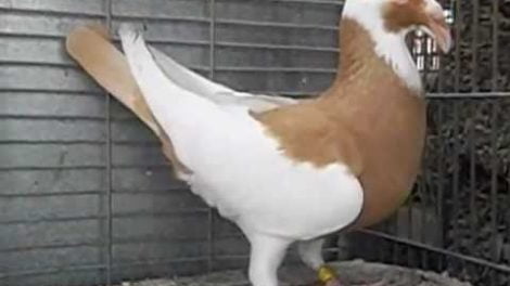 pigeon videos - sacndaroon