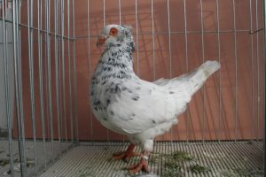 sottobanca italian breeds