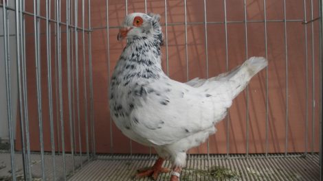 sottobanca italian breeds