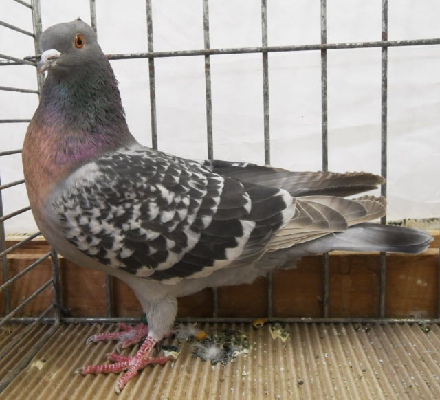 berne swiss pigeons