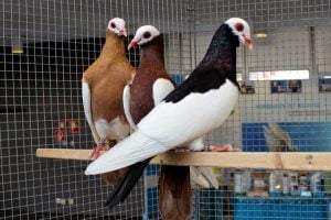 color type pigeons