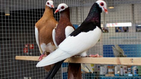 color type pigeons