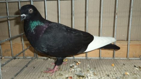 highflyer pigeons